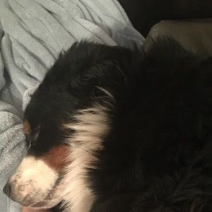 Meet your Posher, Maggie